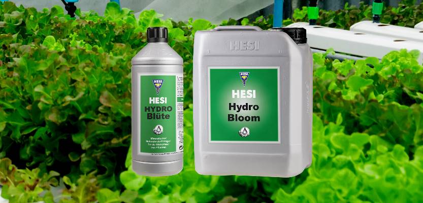 HESI Hydro Blüte Dünger online günstig kaufen