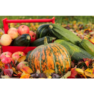 September: die beste Zeit für die Ernte  - September: die beste Zeit für die Ernte 