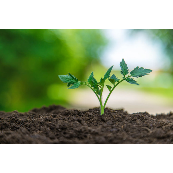 Bodenarten und ihre Eigenschaften - Wichtige Bodenbedingungen für Pflanzen